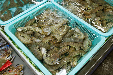 海洋珍寶 蝦的多元魅力與烹飪藝術(shù)